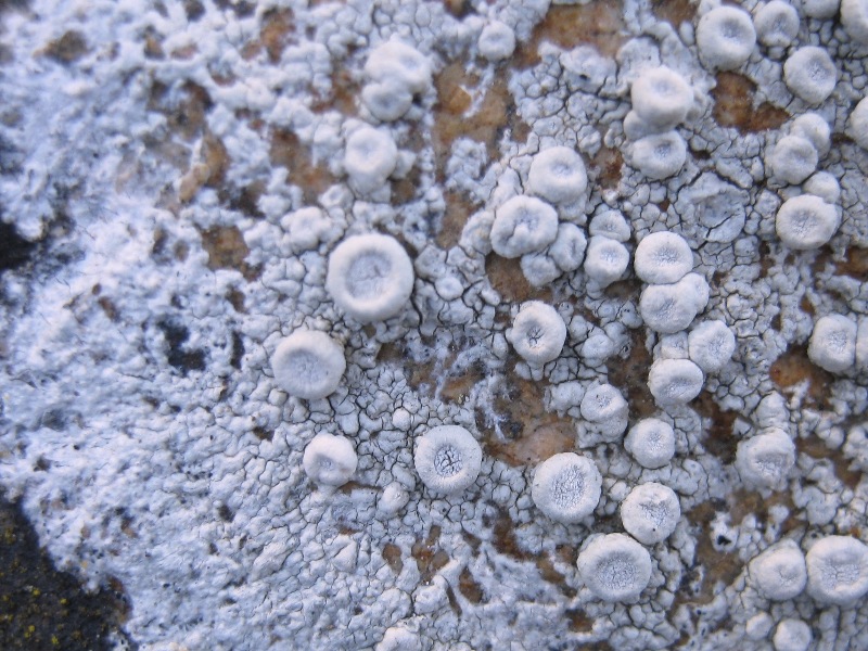 Ochrolechia: Da determinare